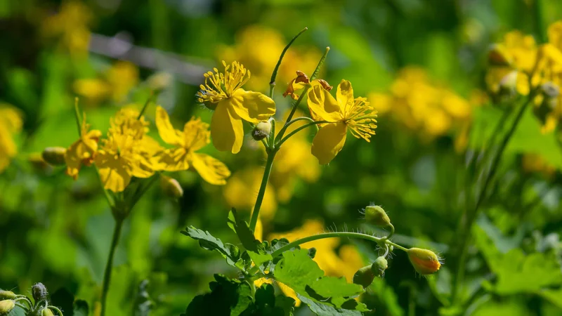 Chelidonium majus: përdorimet tradicionale dhe rreziku për mëlçinë